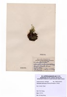 藏品(指枝藻)的圖片